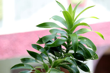 beautiful decorative green plant