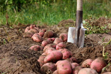 agricultural work on harvesting potatoes, bush with fruits of freshly dug potatoes on the ground
