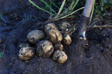 agricultural work on harvesting potatoes, bush with fruits of freshly dug potatoes on the ground

