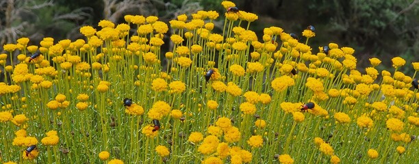 Flores amarillas con insectos polinizando