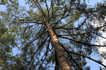 Looking up at conifer tree and sky