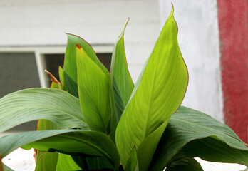 big leaves decorative flower plant