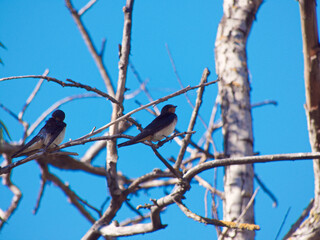 ptaki drzewo niebo natura zwierzęta jaskólki © Piotr