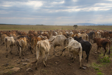 Obraz premium Farmland and cowes from Kenyan Village