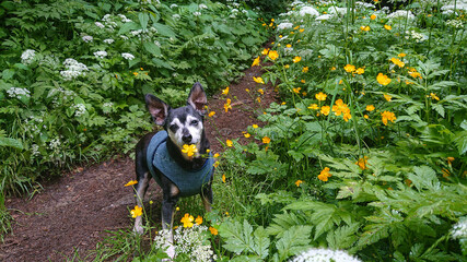 PORTRAIT: Senior dog poses in the middle of a hiking trail next to flowers