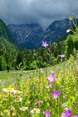 VERTICAL: Colorful flowers blossom in the middle of a grassfield in Logar Valley © helivideo