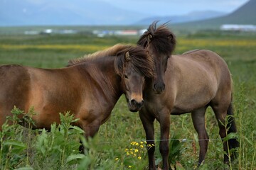 Fototapeta premium Beautiful Icelandic Horses playing near Akranes during the summer white night 