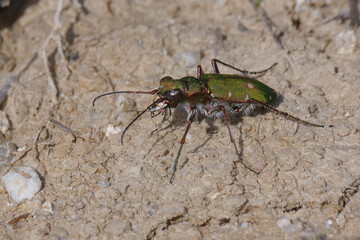 Green tiger beetle (Cicindela campestris)
