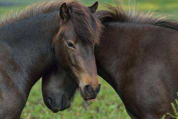 Fototapeta premium Beautiful Icelandic Horses playing near Akranes during the summer white night 