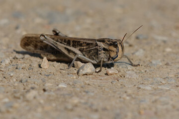 Migratory locust (Locusta migratoria) on the ground
