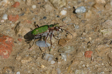 Green tiger beetle (Cicindela campestris)