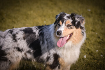Portrait of Australian shepherd, who is standing in rock under the them is lake. Amazing autumn photoshooting in Prague.