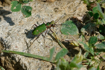 Green tiger beetle (Cicindela campestris)
