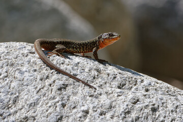 Male Common wall lizard (Podarcis muralis)