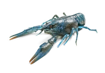 Blue or sapphire crayfish isolated on white