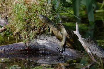 Spanish pond turtle (Mauremys leprosa)