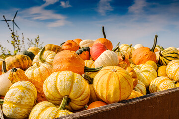 Variety of pumpkins