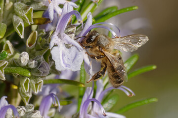 A bee foraging a rosemary flower