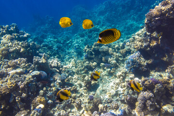 Fototapeta na wymiar Pennant coralfish (longfin bannerfish), Blue-cheeked and Raccoon Butterflyfish (Chaetodon) in colorful coral reef, Red Sea, Egypt. Bright yellow striped tropical fish in the ocean, clear blue water.