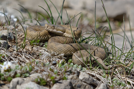 Aspic Viper (vipera aspis) - Serra del Cadi, Spain