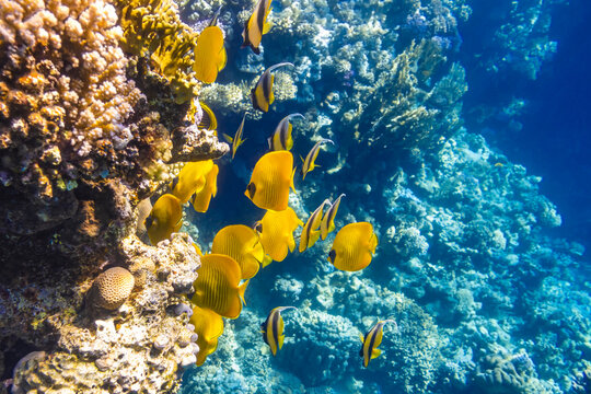 Pennant coralfish (longfin bannerfish), Blue-cheeked Butterflyfish (Chaetodon)  in colorful coral reef, Red Sea, Egypt. Bright yellow striped tropical fish in the ocean, clear blue turquoise water.