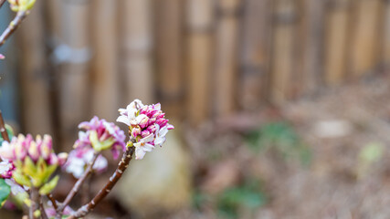 flowers on fence