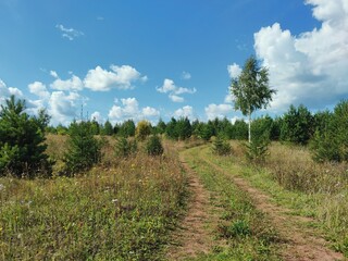 Fototapeta na wymiar country road in a field among young green trees against a blue sky with clouds on a sunny day