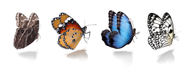 Set of different beautiful butterflies on white background. Banner design