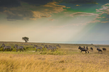 Naklejka na ściany i meble African wildebeest and Zebras in Masai Mara Landscape