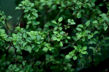 Obraz premium fresh Holy herbal Basil plant