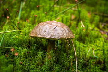 Edible boletus mushrooms are found in large numbers in early autumn in the forests and the Leningrad region.
