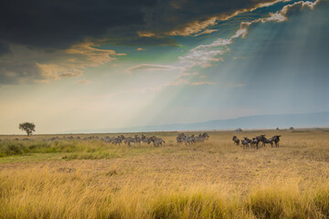 African wildebeest and Zebras in  Masai Mara Landscape
