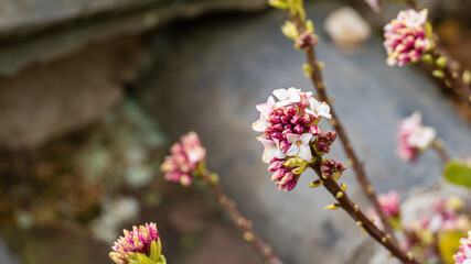 pink magnolia flowers
