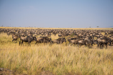 Fototapeta na wymiar African wildebeest Migration , African wildebeest and Zebras in Masai Mara Landscape