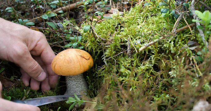 mushrooms in the forest are cut.slow motion