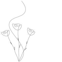 Roses flower line drawing, vector illustration