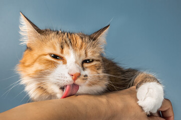 Close up of cat licking human arm. Front view of cute multicolored fluffy cat showing affection and social bond with the pet owner. Concept for social grooming, bonding or how to stop licking. - obrazy, fototapety, plakaty