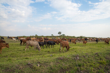 Farmland and cowes from Kenyan Village