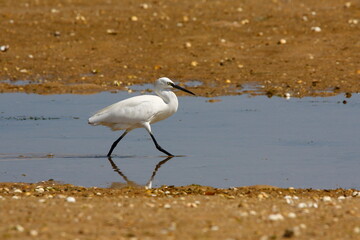 heron bird found by the sea in the salt flats of the Iberian Peninsula