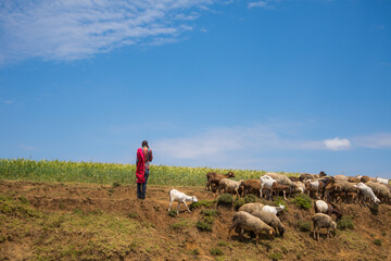 Fototapeta na wymiar Farmland and cowes from Kenyan Village