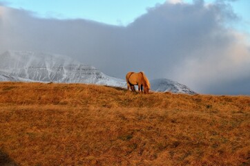 Obraz premium Icelandic horses in Iceland playing on the ground