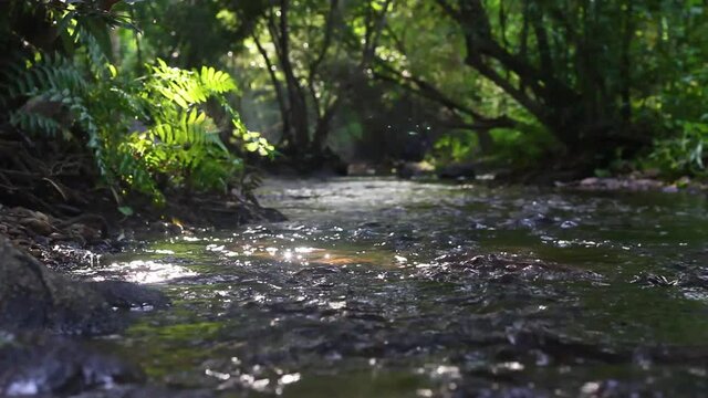 The stream from the waterfall in the valley and the morning sunshine in Thailand.