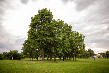 A group of maples with a wide crown on a field in the Kolomenskoye park. Trees on background of grey cloudy sky.