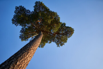 Beautiful pine tree photographed from below. Long tree trunk and green needles, blue sky. Copy space.