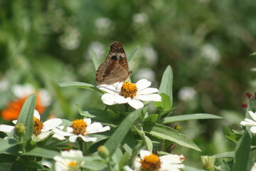 Common Buckeye Butterfly 2020 BIV