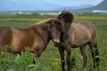 Fototapeta premium Icelandic horses in Iceland playing on the ground