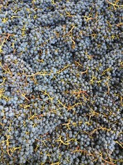 picking bin filled with wine grapes from vineyard harvest