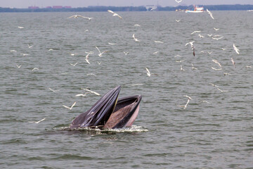 Naklejka premium Bryde's whale feeding in the Gulf of Thailand.