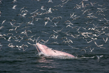 Fototapeta premium Bryde's whale feeding in the Gulf of Thailand.