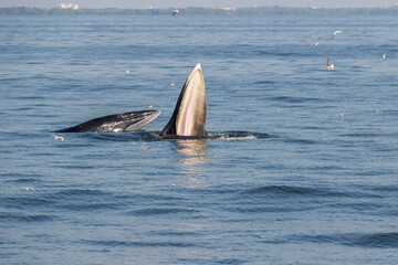 Bryde's whale mother and calf feeding in the Gulf of Thailand.